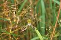 Argiope_bruennichi_P1491_Z_88_Les Gris_Frankrijk